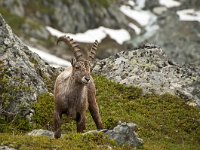 Capra ibex 126, Alpensteenbok, Saxifraga-Luuk Vermeer