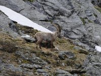 Capra ibex 130, Alpensteenbok, Saxifraga-Luuk Vermeer