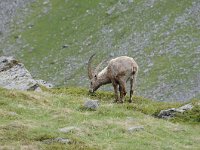 Capra ibex 134, Alpensteenbok, Saxifraga-Luuk Vermeer