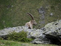 Capra ibex 136, Alpensteenbok, Saxifraga-Luuk Vermeer