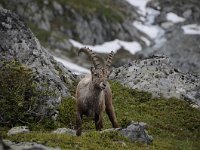 Capra ibex 137, Alpensteenbok, Saxifraga-Luuk Vermeer