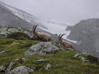 Capra ibex 143, Alpensteenbok, Saxifraga-Luuk Vermeer