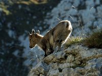 Capra ibex 18, Alpensteenbok, Saxifraga-Jan van der Straaten