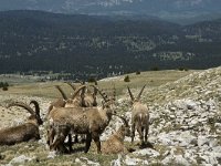 Capra ibex 22, Alpensteenbok, Saxifraga-Marijke Verhagen