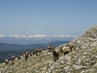 Capra ibex 23, Alpensteenbok, Saxifraga-Marijke Verhagen