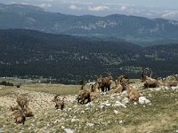 Capra ibex 24, Alpensteenbok, Saxifraga-Marijke Verhagen