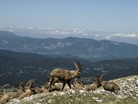 Capra ibex 26, Alpensteenbok, Saxifraga-Marijke Verhagen