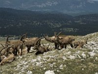 Capra ibex 27, Alpensteenbok, Saxifraga-Marijke Verhagen