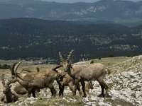 Capra ibex 28, Alpensteenbok, Saxifraga-Jan van der Straaten