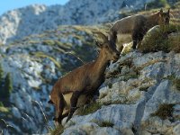 Capra ibex 3, Alpensteenbok, Saxifraga-Jan van der Straaten