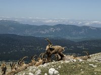 Capra ibex 36, Alpensteenbok, Saxifraga-Marijke Verhagen