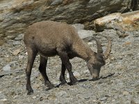 Capra ibex 39, Alpensteenbok, Saxifraga-Willem van Kruijsbergen