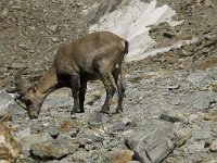 Capra ibex 40, Alpensteenbok, Saxifraga-Willem van Kruijsbergen