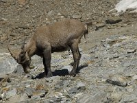 Capra ibex 42, Alpensteenbok, Saxifraga-Willem van Kruijsbergen