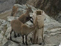 Capra ibex 49, Alpensteenbok, Saxifraga-Willem van Kruijsbergen