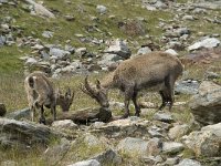 Capra ibex 56, Alpensteenbok, Saxifraga-Willem van Kruijsbergen