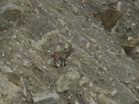 Capra ibex 62, Alpensteenbok, Saxifraga-Willem van Kruijsbergen