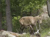 Capra ibex 64, Alpensteenbok, Saxifraga-Willem van Kruijsbergen