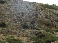 Capra ibex 70, Alpensteenbok, Saxifraga-Willem van Kruijsbergen