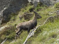 Capra ibex 74, Alpensteenbok, Saxifraga-Willem van Kruijsbergen