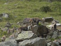 Capra ibex 78, Alpensteenbok, Saxifraga-Willem van Kruijsbergen