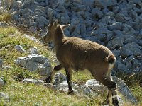 Capra ibex 8, Alpensteenbok, Saxifraga-Jan van der Straaten