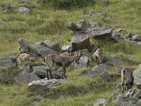 Capra ibex 80, Alpensteenbok, Saxifraga-Willem van Kruijsbergen