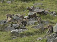 Capra ibex 81, Alpensteenbok, Saxifraga-Willem van Kruijsbergen