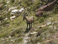 Capra ibex 84, Alpensteenbok, Saxifraga-Willem van Kruijsbergen