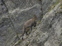 Capra ibex 87, Alpensteenbok, Saxifraga-Willem van Kruijsbergen