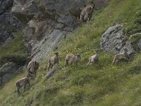 Capra ibex 92, Alpensteenbok, Saxifraga-Willem van Kruijsbergen