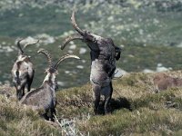 Capra pyrenaica, Spanish Ibex