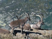 Capra pyrenaica 2, Pyrenese steenbok, Saxifraga-Jan van der Straaten