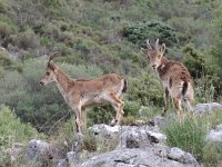 Capra pyrenaica 5, Pyrenese steenbok, Saxifraga-Mark Zekhuis