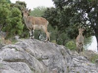 Capra pyrenaica 6, Pyrenese steenbok, Saxifraga-Mark Zekhuis