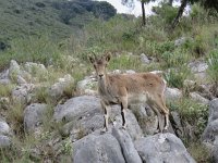 Capra pyrenaica 7, Pyrenese steenbok, Saxifraga-Mark Zekhuis