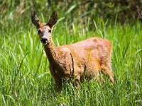 Capreolus capreolus 100, Ree, Saxifraga-Bart Vastenhouw