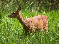 Capreolus capreolus 101, Ree, Saxifraga-Bart Vastenhouw