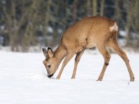 Capreolus capreolus 103, Ree, Saxifraga-Jelmer Reyntjes : Capreolus capreolus, ree, sneeuw, winter, zoogdier