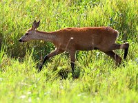 Capreolus capreolus 111, Ree, Saxifraga-Bart Vastenhouw