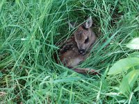 Capreolus capreolus 128, Ree, Saxifraga-Mark Zekhuis