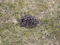 Keutels van een Ree  Dropping of Roe deer (Capreolus capreolus) while resting on the ground : Capreolus capreolus, color, colour, dropping, Dutch, Holland, horizontal, Netherlands, Roe deer