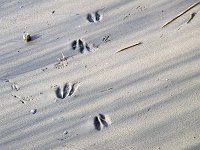 Sporen van ree  Tracks of Roe deer (Capreolus capreolus) on a river beach in the Biesbosch National Park, South-Holland, Netherlands : beach, Biesbosch National Park, Capreolus capreolus, color, colour, Dutch, Europe European, Holland, natural, nature reserve, Netherlands, Roe deer, sand, track, vertical