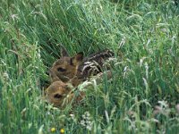 Capreolus capreolus 14, Ree, Saxifraga-Janus Verkerk