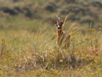 Capreolus capreolus 140, Ree, Saxifraga-Bart Vastenhouw