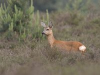 Capreolus capreolus 22, Ree, Saxifraga-Luc Hoogenstein : Engbertsdijkvenen, Kloosterhaar, Overijssel