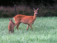 Capreolus capreolus 25, Ree, female with juveniles, Saxifraga-Mark Zekhuis