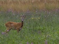 Capreolus capreolus 28, Ree, male, Saxifraga-Mark Zekhuis