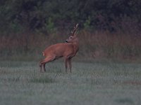 Capreolus capreolus 42, Ree, male, Saxifraga-Luc Hoogenstein