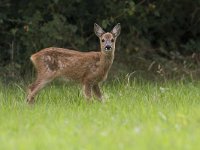 Ree, Roe Deer, Capreolus capreolus  Ree, Roe Deer, Capreolus capreolus : Buurserzand, Calf, Capreolus capreolus, Haaksbergen, Heather, Heideterrein, Natura 2000, Natuurmonumenten. vereniging Natuurmonumenten, Nederland, Overijssel, Ree, Roe deer, avond, beschermd natuurgebied, brown, bruin, evening, field. veld, heide, infant, jong, juli, july, juvenile, kalf, mammal, speciale beschermingszone, summer, the Netherlands, young, zomer, zoogdier